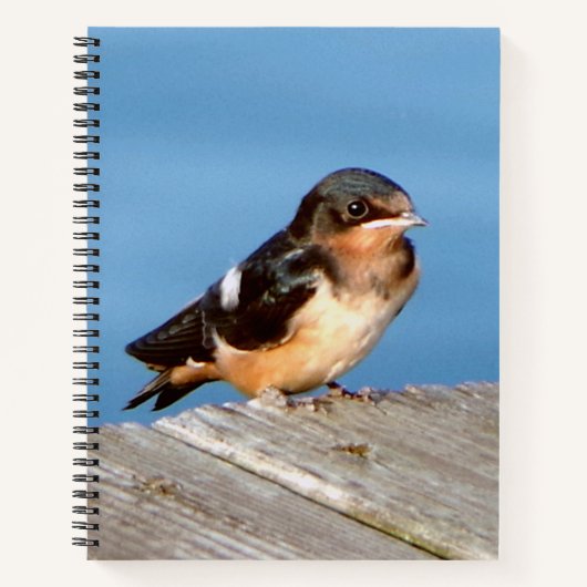 Stall Swallow Notebook Notizblock (Vorderseite)