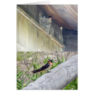 Stall Swallow Serie