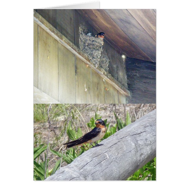 Stall Swallow Serie (Vorne)