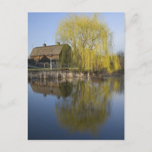 Stall und Willow am Teich Postkarte (Vorderseite)