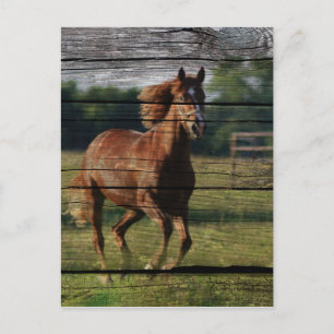 Stall Woodgrain Country Ranch Galloping Brown Hors Postkarte