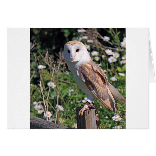 Stallhuhn (Vorderseite (Horizontal))