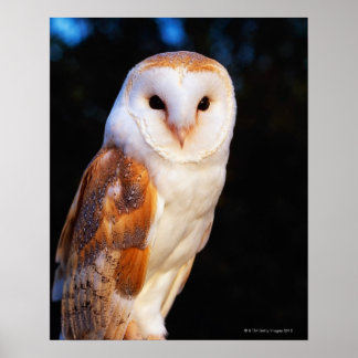 Stallhuhn 2 poster
