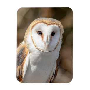 Stallhuhn Magnet