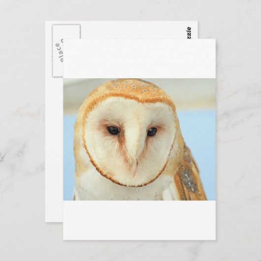 Stallhuhn Postkarte (Vorne/Hinten)