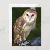 Stallhuhn Postkarte (Vorne/Hinten)