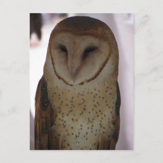 Stallhuhn Postkarte (Vorderseite)