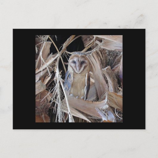 Stallhuhn Postkarte (Vorderseite)