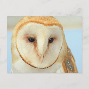 Stallhuhn Postkarte