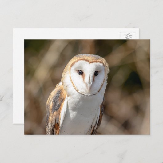 Stallhuhn Postkarte (Vorne/Hinten)