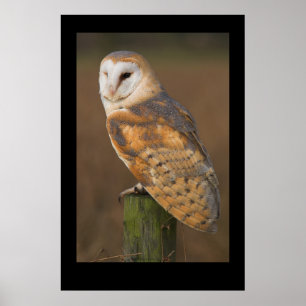 Stallhuhn (Tyto alba) Poster