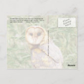 Stallhuhn (Tyto alba) Postkarte (Rückseite)