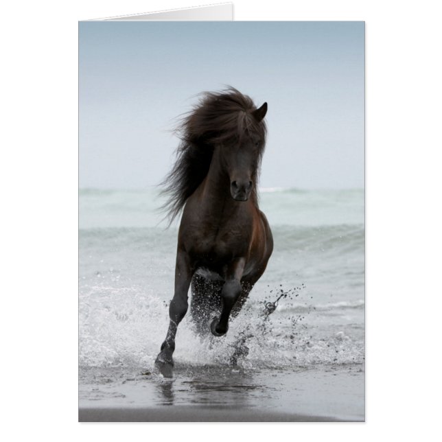Stallion am Strand | Nordatlantik (Vorne)