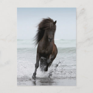 Stallion am Strand Nordatlantik Postkarte