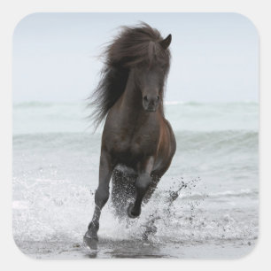 Stallion am Strand   Nordatlantik Quadratischer Aufkleber