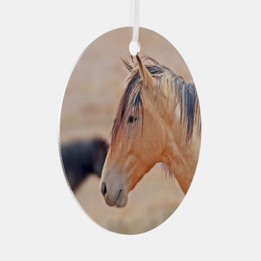 Stallion beobachtet Ornament (Vorderseite Rechts)