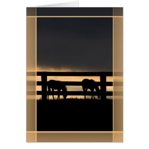 Stallion Farm Incoming Storch