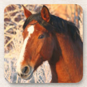 Stallion Horse Untersetzer (Vorderseite)