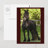 Stallion Painting Postkarten (Vorne/Hinten)
