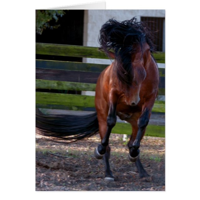 Stallion Play (Vorne)