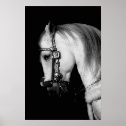 Stallion Poster (Vorne)