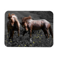 Stallion Spar