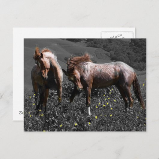 Stallion Spar Postkarte (Vorne/Hinten)