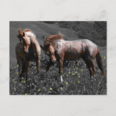 Stallion Spar Postkarte (Vorderseite)