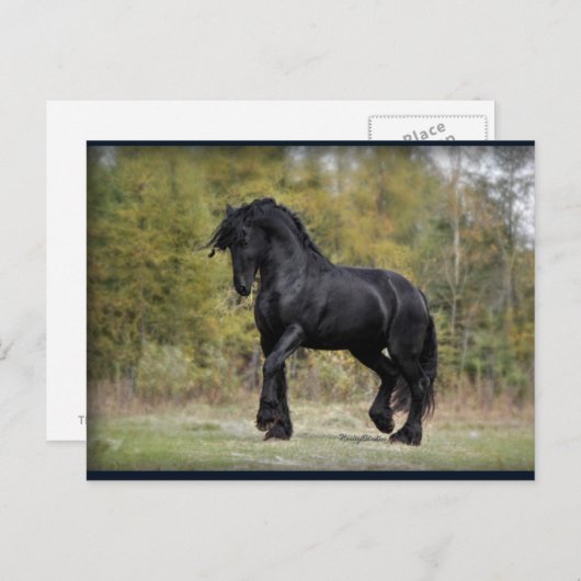 Stallion Strut Postkarte (Vorne/Hinten)
