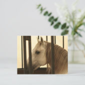 Stallion Watching Postkarte (Stehend Vorderseite)