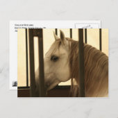 Stallion Watching Postkarte (Vorne/Hinten)