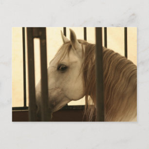 Stallion Watching Postkarte