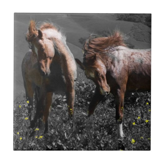 Stallions-Spar Fliese (Vorderseite)