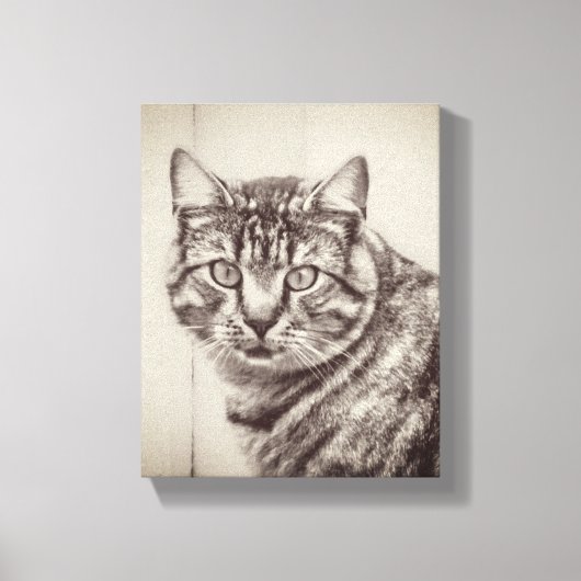 Stallkatzen Landtiere 8 x 10 Leinwanddruck (Vorderseite)