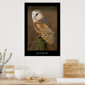Stallkugel (Tyto alba). Poster (Küche)