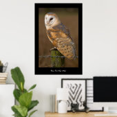 Stallkugel (Tyto alba). Poster (Heimbüro)
