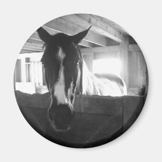 Stallpferd Magnet (Vorne)