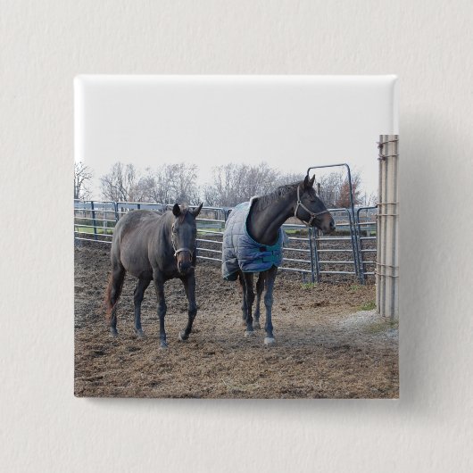 Stallpferde Button (Vorderseite)