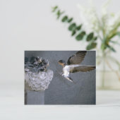 Stallschluch nähert sich Nest Postkarte (Stehend Vorderseite)