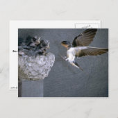 Stallschluch nähert sich Nest Postkarte (Vorne/Hinten)