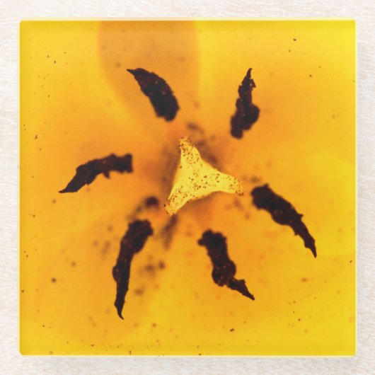 Stamen und Pollen Glasuntersetzer (Vorderseite)