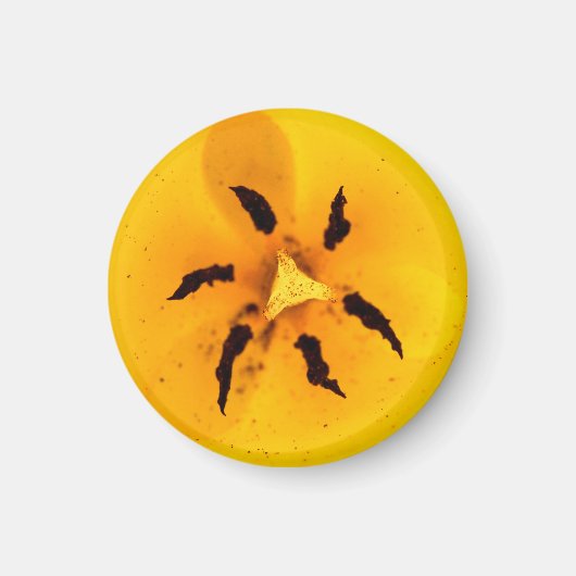 Stamen und Pollen Magnet (Vorne)