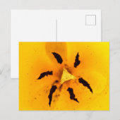 Stamen und Pollen Postkarte (Vorne/Hinten)