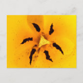 Stamen und Pollen Postkarte (Vorderseite)