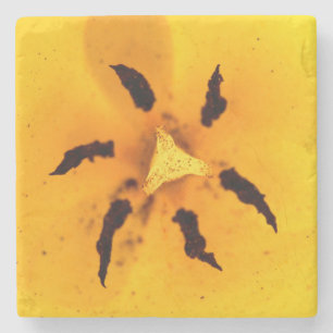 Stamen und Pollen Steinuntersetzer
