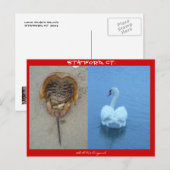 Stamford, CT Postkarte (Vorne/Hinten)