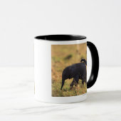 Stamm der rührenden Nachkommenschaft des Tasse (VorderseiteRechts)