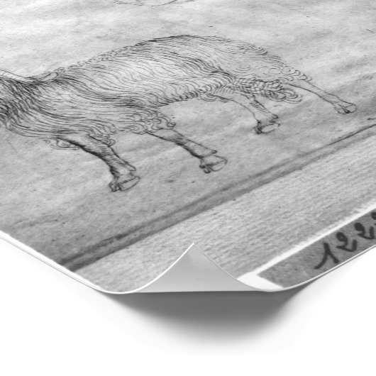 Stamm und Kopf eines RAM Poster (Ecke)