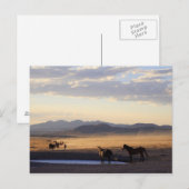 Stampede Postkarte (Vorne/Hinten)
