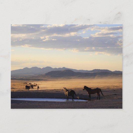 Stampede Postkarte (Vorderseite)